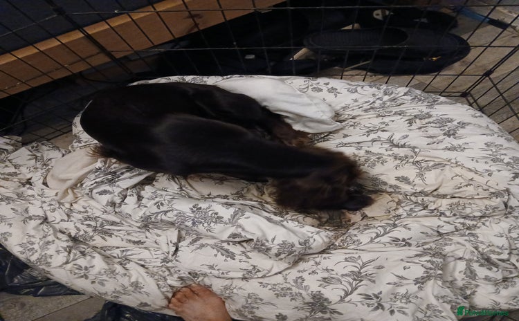 Sprocker dogs for sale - Advert 1