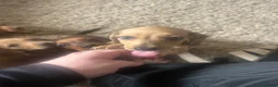 Miniature Dachshund dogs for sale: Dachound puppy’s last boy !!!  - Advert 4