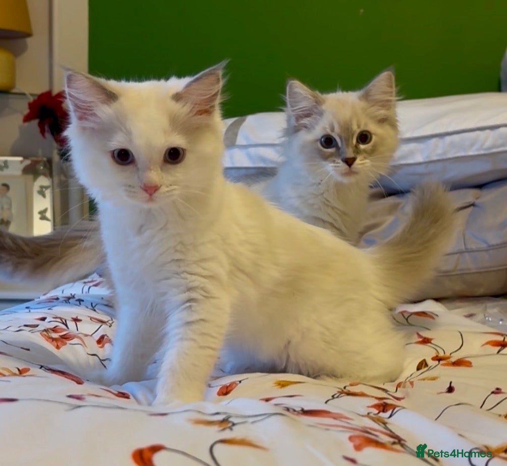 Ragdoll cats Grand Champion Sired Ragdoll Kittens - Advert 1