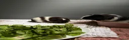 Guinea Pig rodents for sale: 3 Female Guinea pigs needing homes in Bathgate - Advert 2