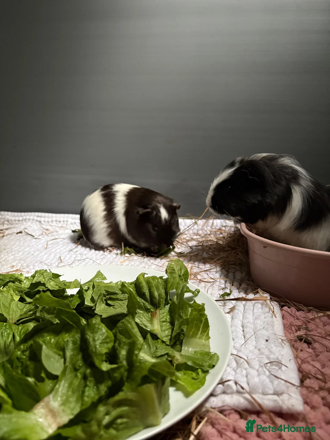 Guinea Pig rodents for sale: 3 Female Guinea pigs needing homes in Bathgate - Advert 2