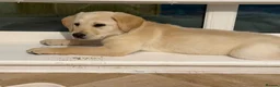 Goldador dogs for sale: Goldadors  - Advert 8