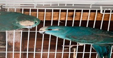 Parakeets birds - Advert 11