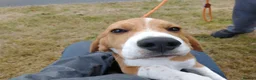 Beagle dogs for sale: Lovely Tri puppy  in Bude - Advert 5