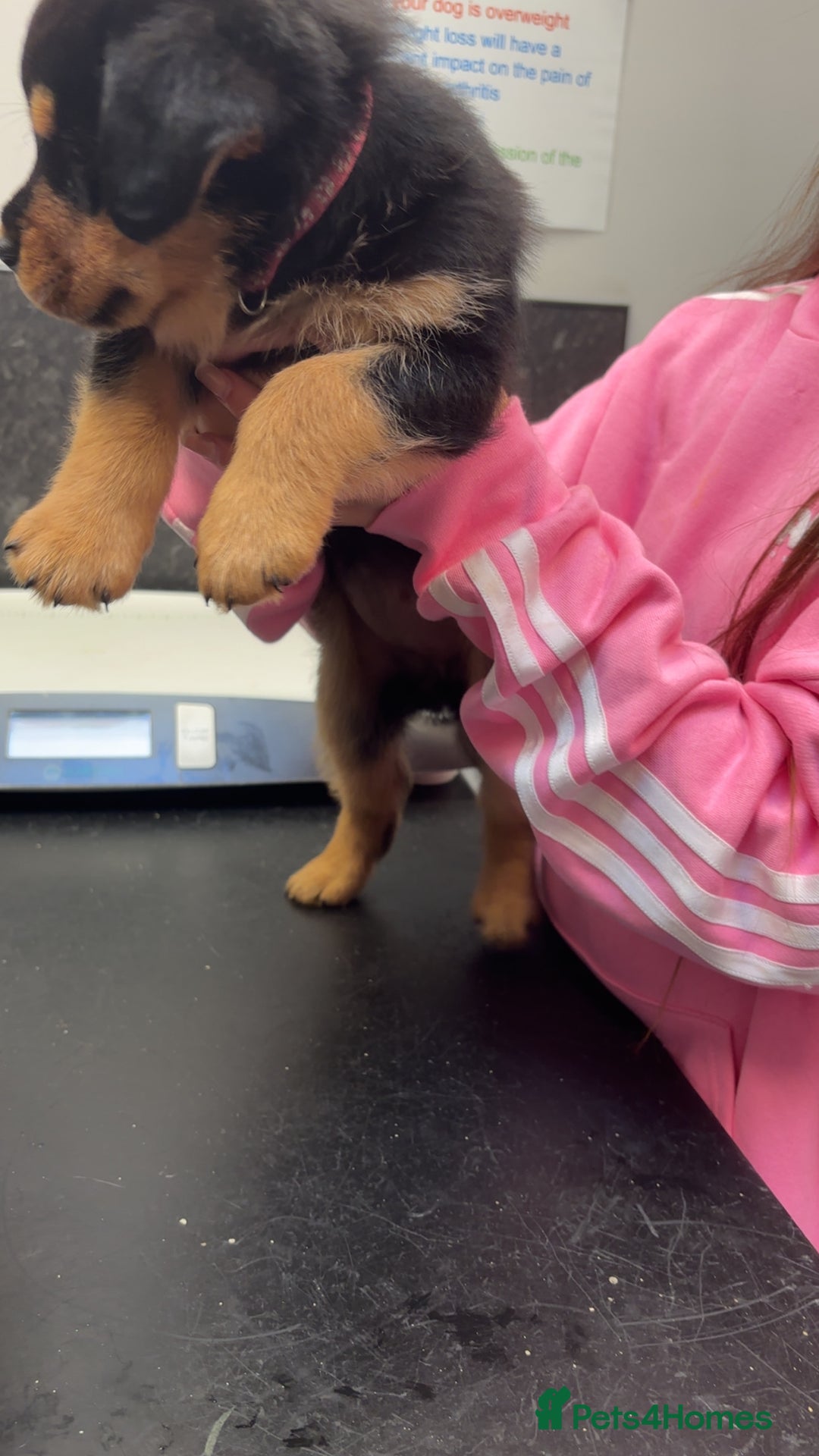 Rottweiler dogs for sale: Rottweiler puppy - Image 7