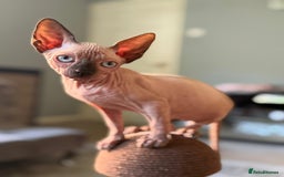 Sphynx cats for sale: Beautiful Sphynx Kittens Available  - Image 12