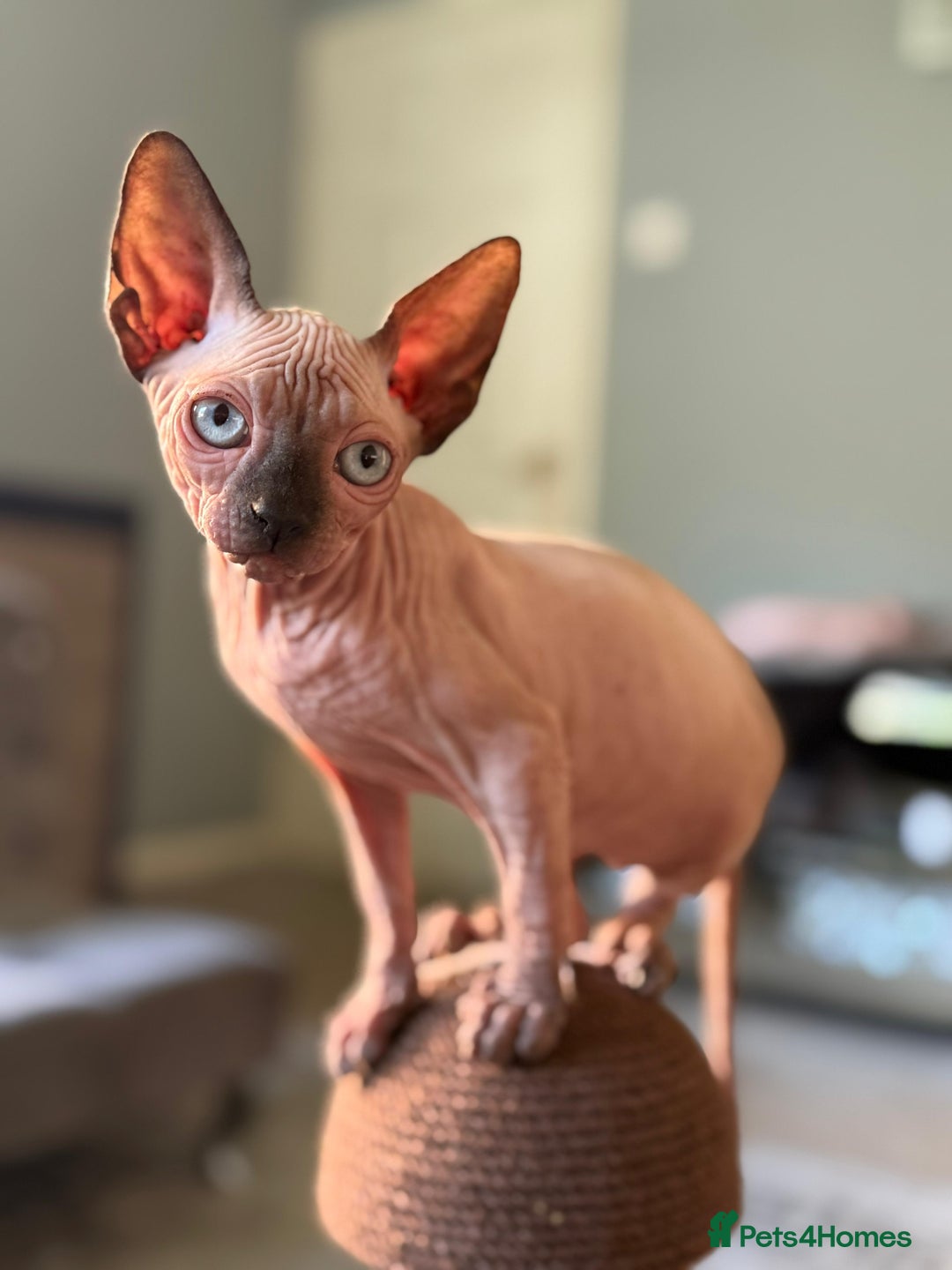 Sphynx cats for sale: Beautiful Sphynx Kittens Available  - Image 12