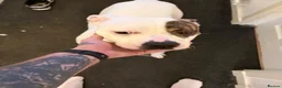 American Bulldog dogs for sale: 1 year old American bulldog  in Leven - Advert 4