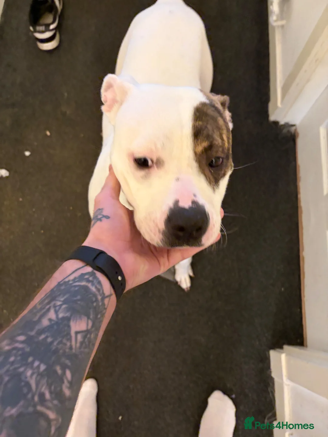 American Bulldog dogs for sale: 1 year old American bulldog  in Leven - Advert 4