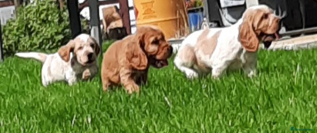 Cocker Spaniel dogs for sale: Cocker spaniel puppies  - Image 11