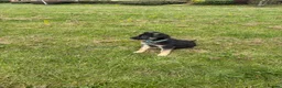 Mixed Breed dogs for sale: German shepherd.  - Advert 4
