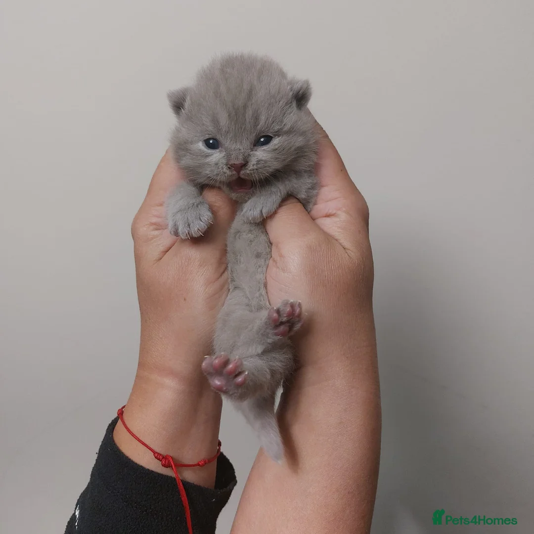 British Shorthair cats for sale: Fluffy playfull Lilac BSH kittens available  - Advert 2
