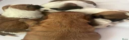 Shih Tzu dogs for sale: 5 adorable little fur baby’s  - Advert 10