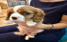 Cavalier King Charles Spaniel dogs for sale: KC reg Cavalier King Charles Spaniels  - Image 6