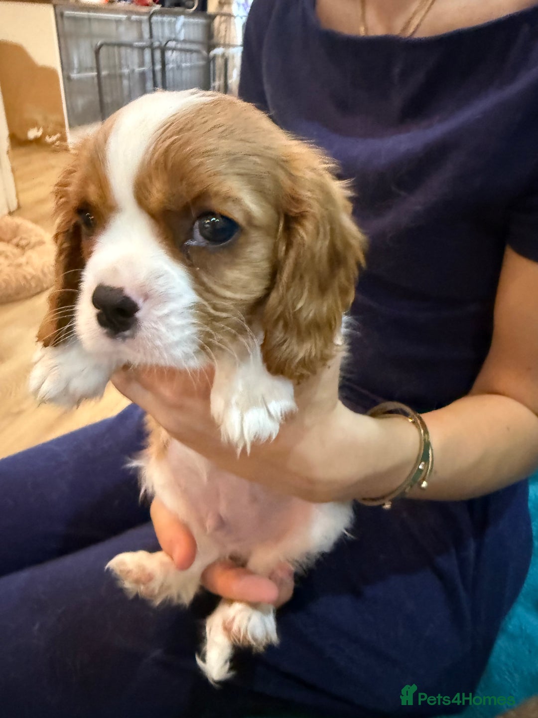 Cavalier King Charles Spaniel dogs for sale: KC reg Cavalier King Charles Spaniels  - Image 6