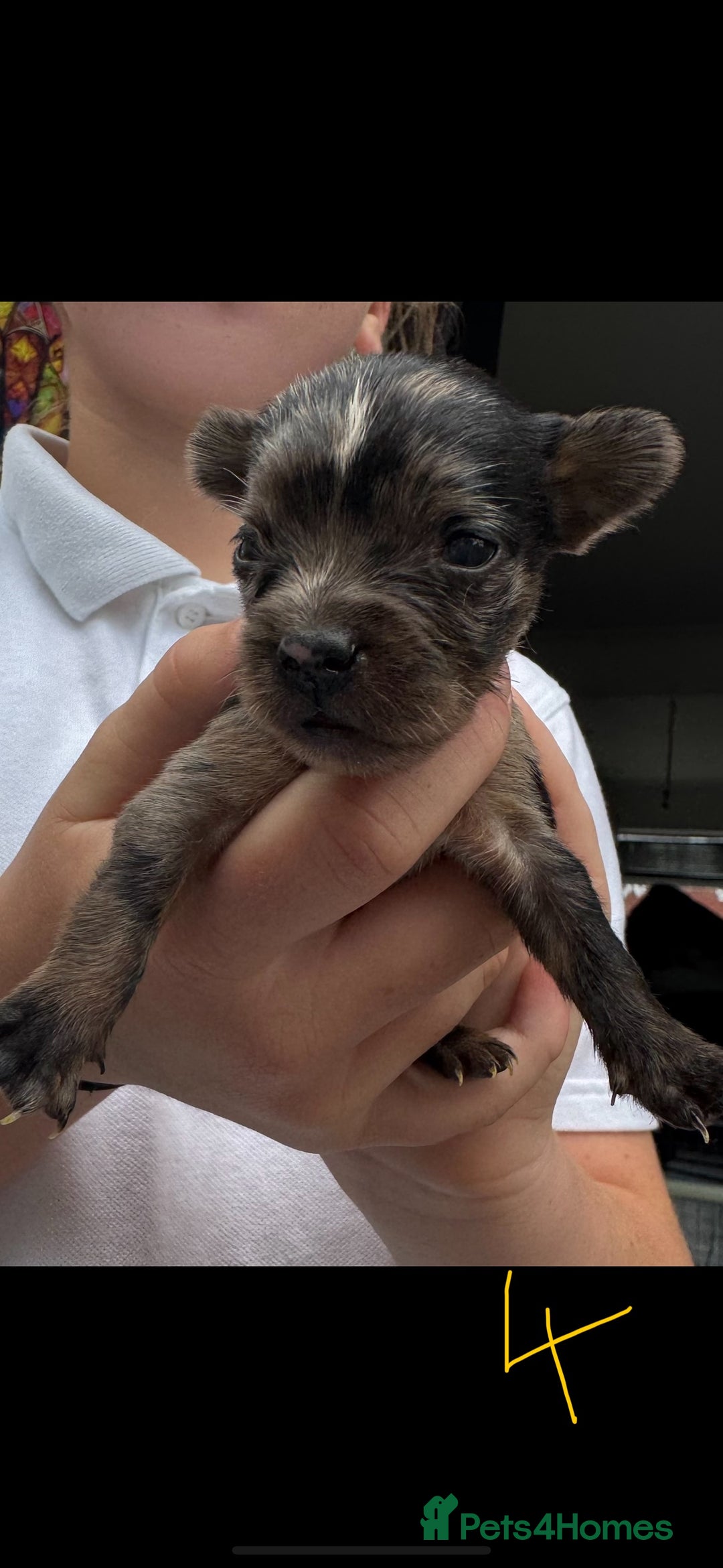 Mixed Breed dogs for sale: French yorkie (frorkie) puppies  - Image 7