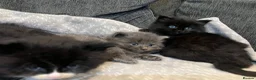 Mixed Breed cats for sale: Gorgeous British Shorthair Mix Kittens  - Advert 5