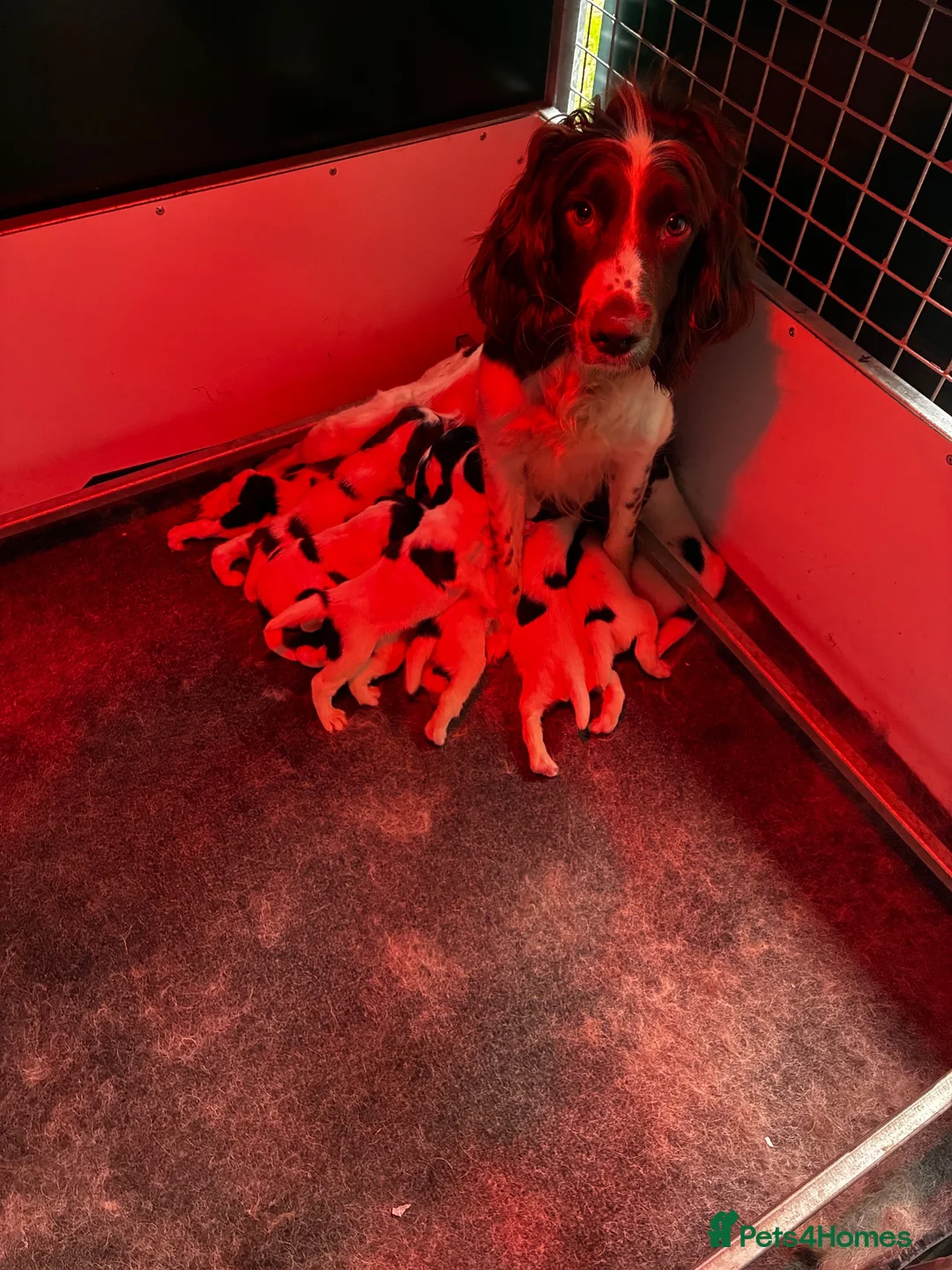 English Springer Spaniel dogs for sale: Exceptionally well bred springer dog pup READY NOW - Advert 2