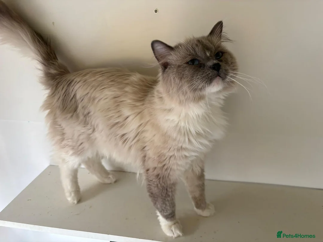 Ragdoll cats for stud: Ragdoll for stud - Advert 2