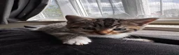 Mixed Breed cats for sale: Little boy ready to leave now!! - Advert 3