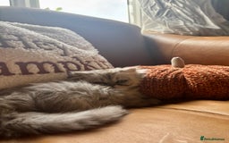 Persian cats for sale: Beautiful Pedigree Persians  - Image 22