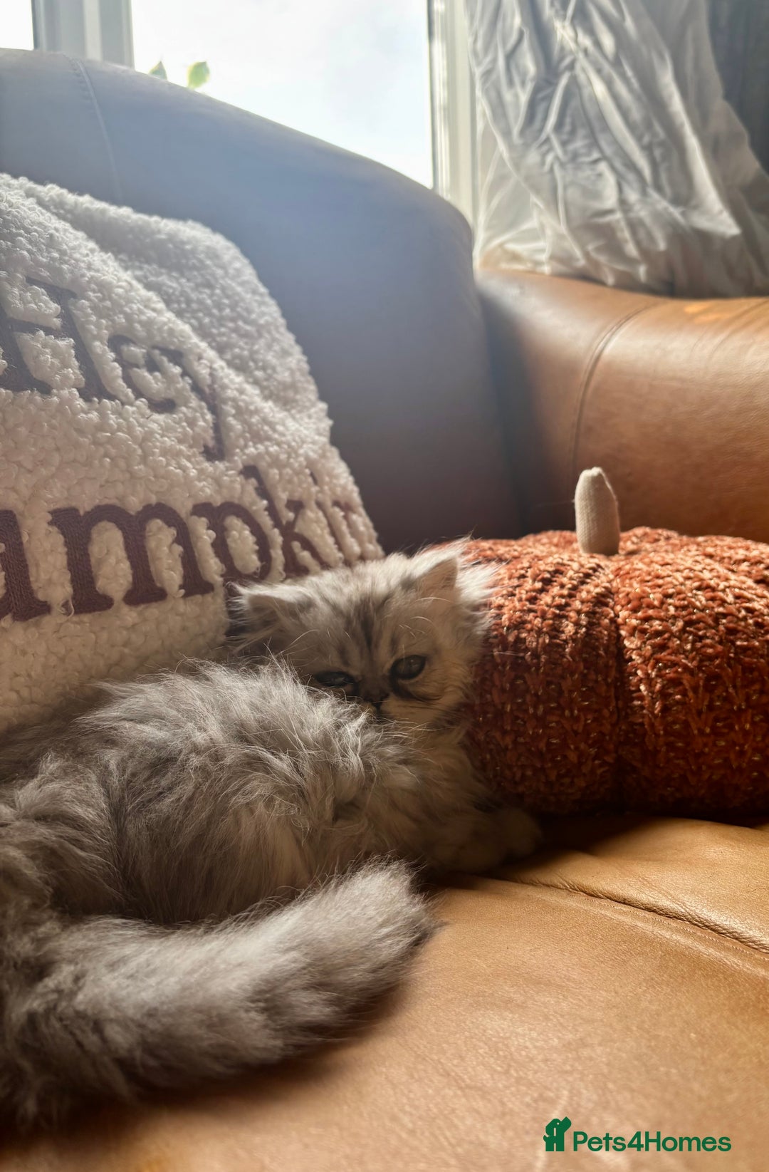 Persian cats for sale: Beautiful Pedigree Persians  - Image 22