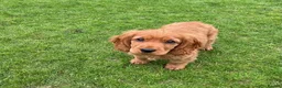 Cocker Spaniel dogs for sale: Cocker Spaniel Puppies  - Advert 3