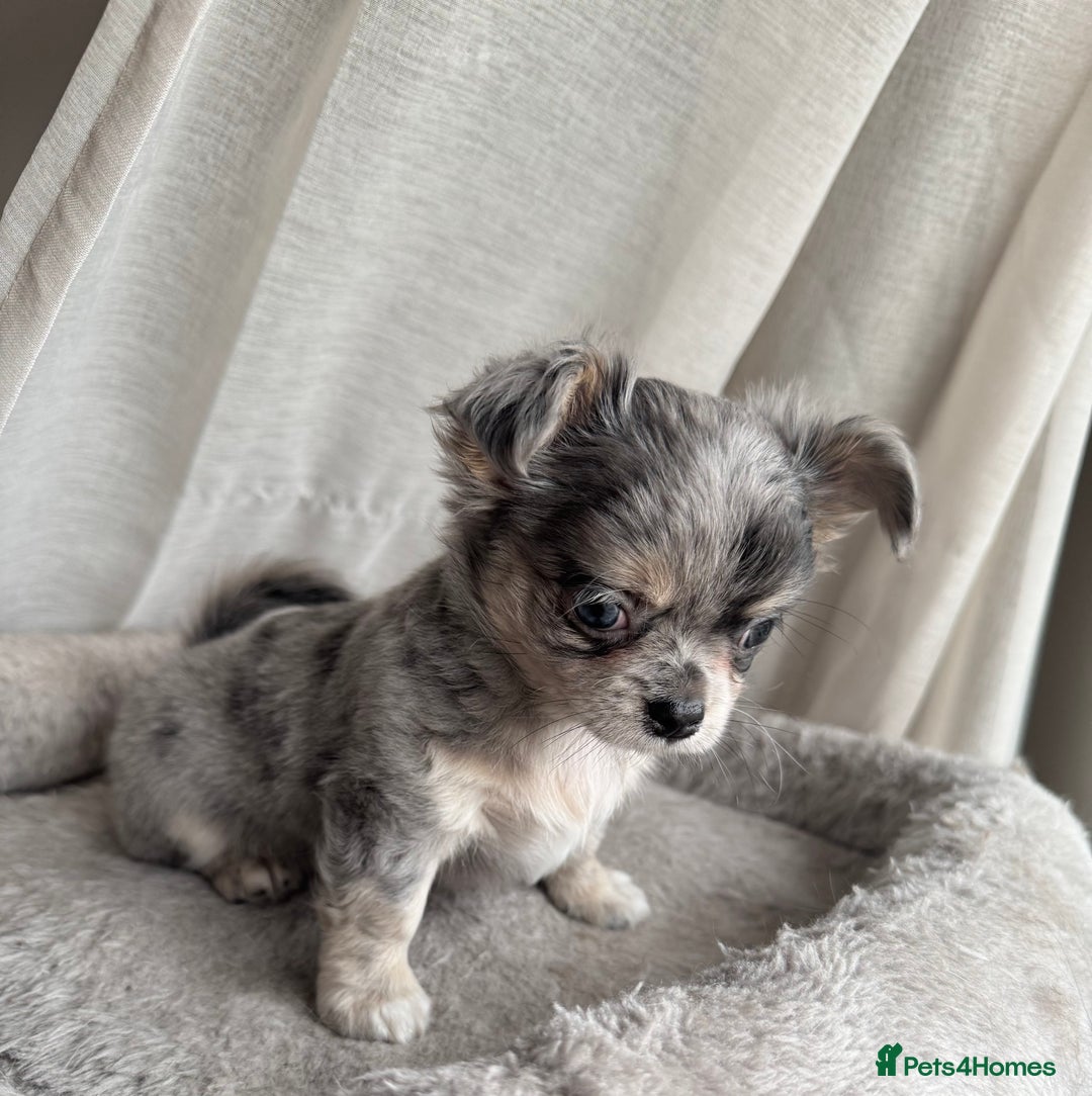 Chihuahua dogs for sale: XXS Tiny Chihuahua Long,Last Girl,Merle Blue Eye - Image 18