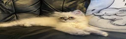 Persian cats for sale: Ready Now -  playful colourpoint Persian kitten(M) - Advert 12