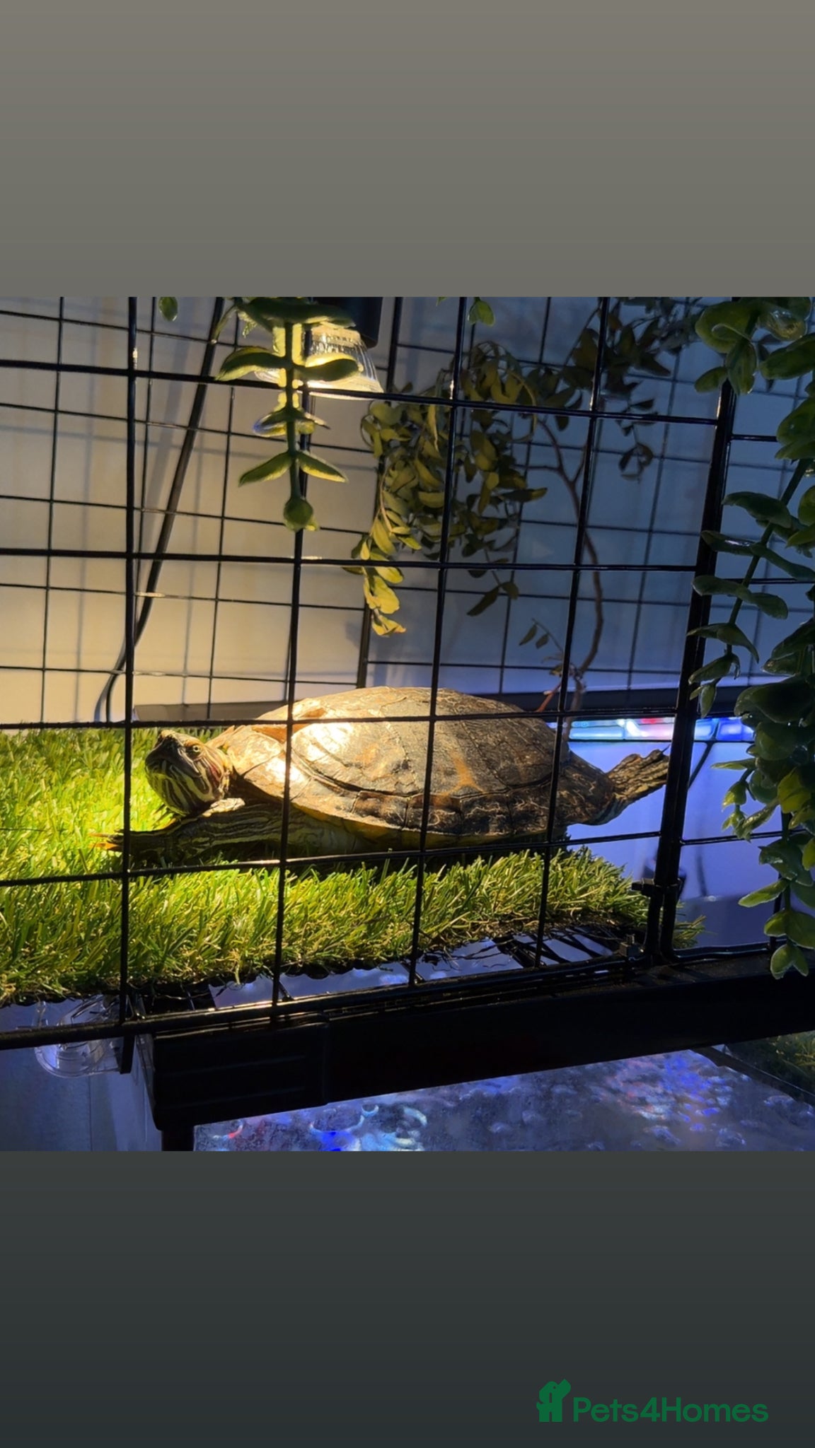 Turtle reptiles River cooter with fish  - Advert 1