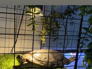 Turtle reptiles River cooter with fish - Advert 1