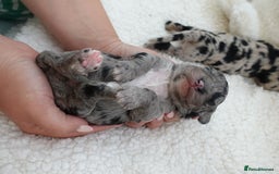 Sheepadoodle dogs for sale: Mini Sheepadoodle the wait is over!  - Image 6