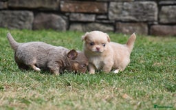Chihuahua dogs for sale: ⭐️Gorgeous Long haired Lilac and Tan Chihuahuas ⭐️ - Image 13