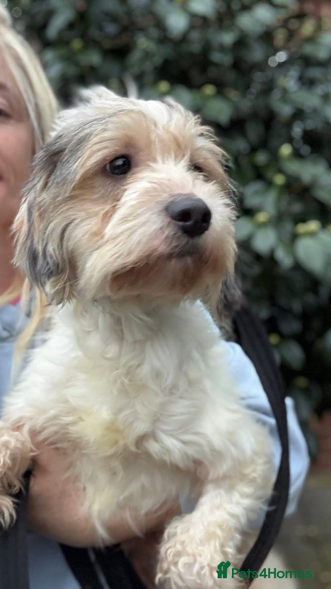 Mixed Breed dogs for adoption: Max - Hingham Norfolk  - Advert 17