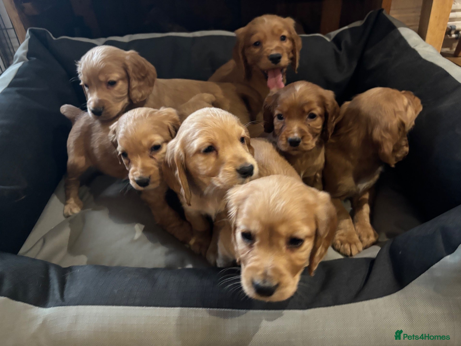 Cocker Spaniel dogs Working cocker spaniel pups  - Advert 2
