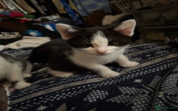 Mixed Breed cats for sale: Kittens  - Image 17