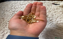 Beetles invertebrates for sale: Nutritious Mealworms for your pets!  - Image 1