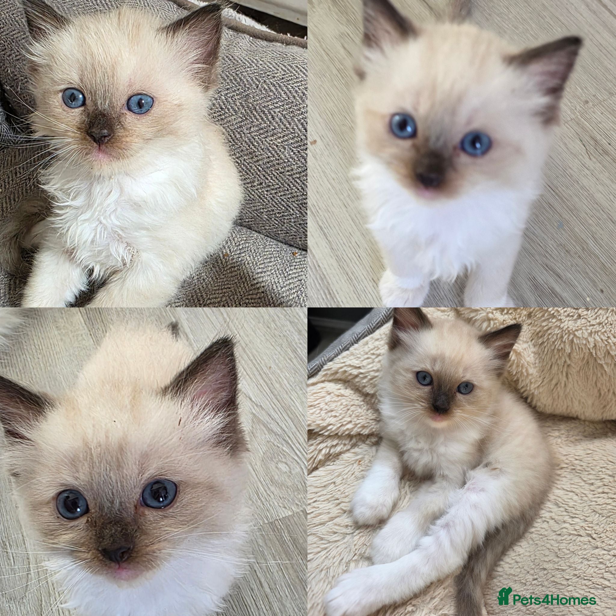 Ragdoll cats Pure Ragdolls kittens💎🐯😺 - Advert 1