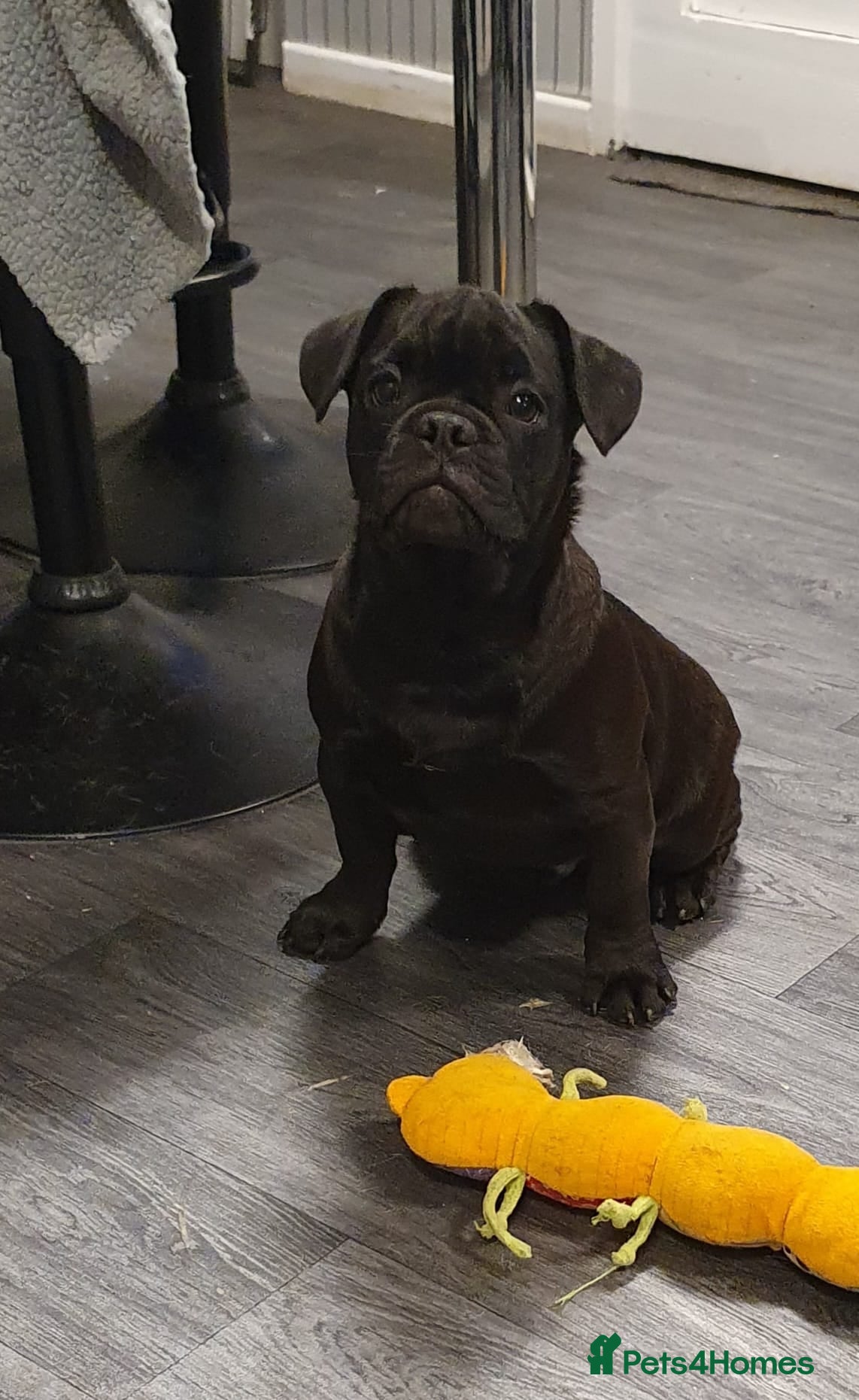 Frug dogs Gorgeous 16wk old Frugs - 1 Boy Left!  - Advert 1