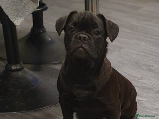 Frug dogs Gorgeous 16wk old Frugs - 1 Boy Left! - Advert 4