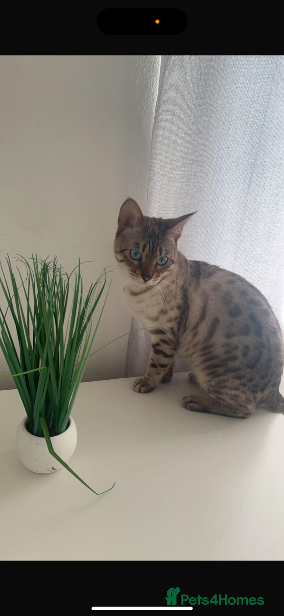 Mixed Breed cats 4 Female Bengal mixes for sale  - Advert 1