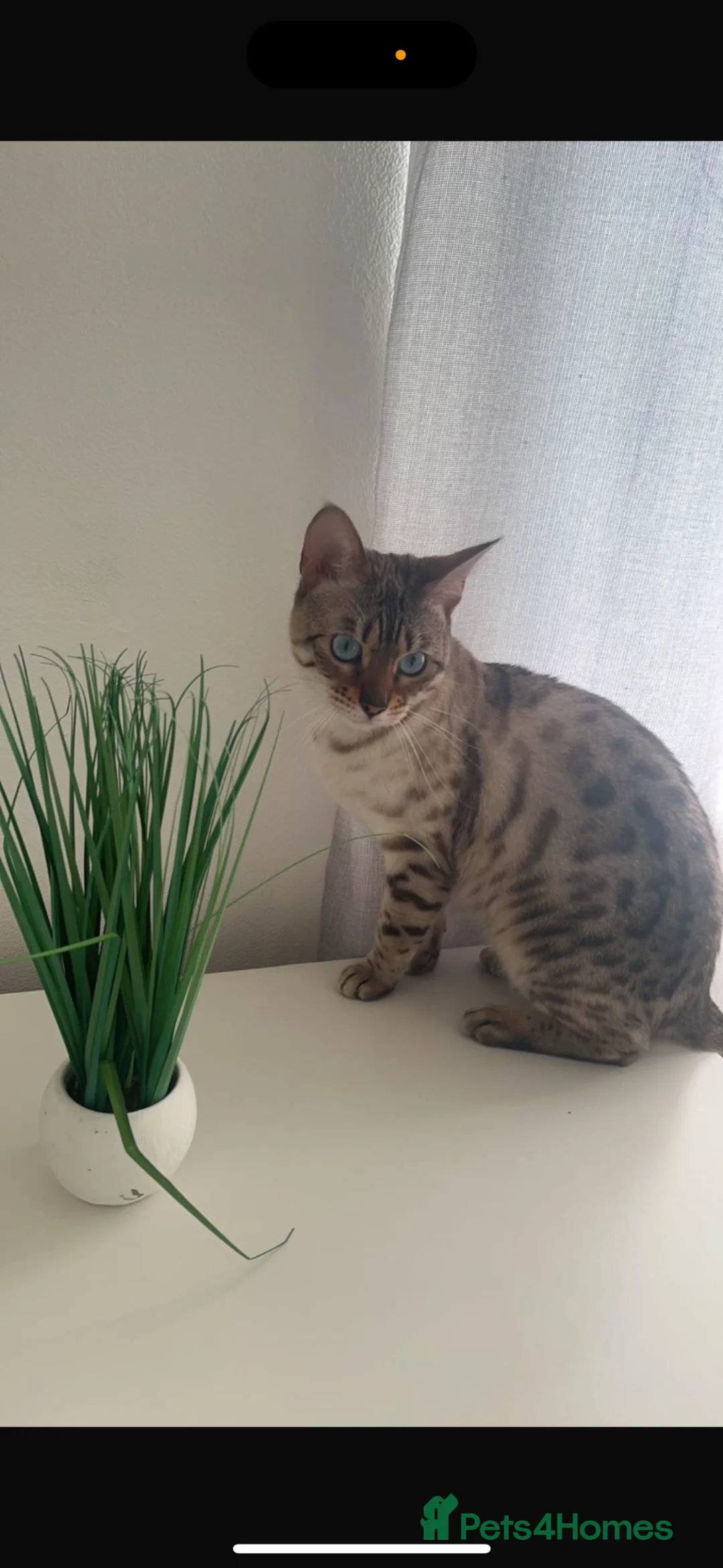 Mixed Breed cats for sale: 4 Female Bengal mixes for sale  - Advert 1