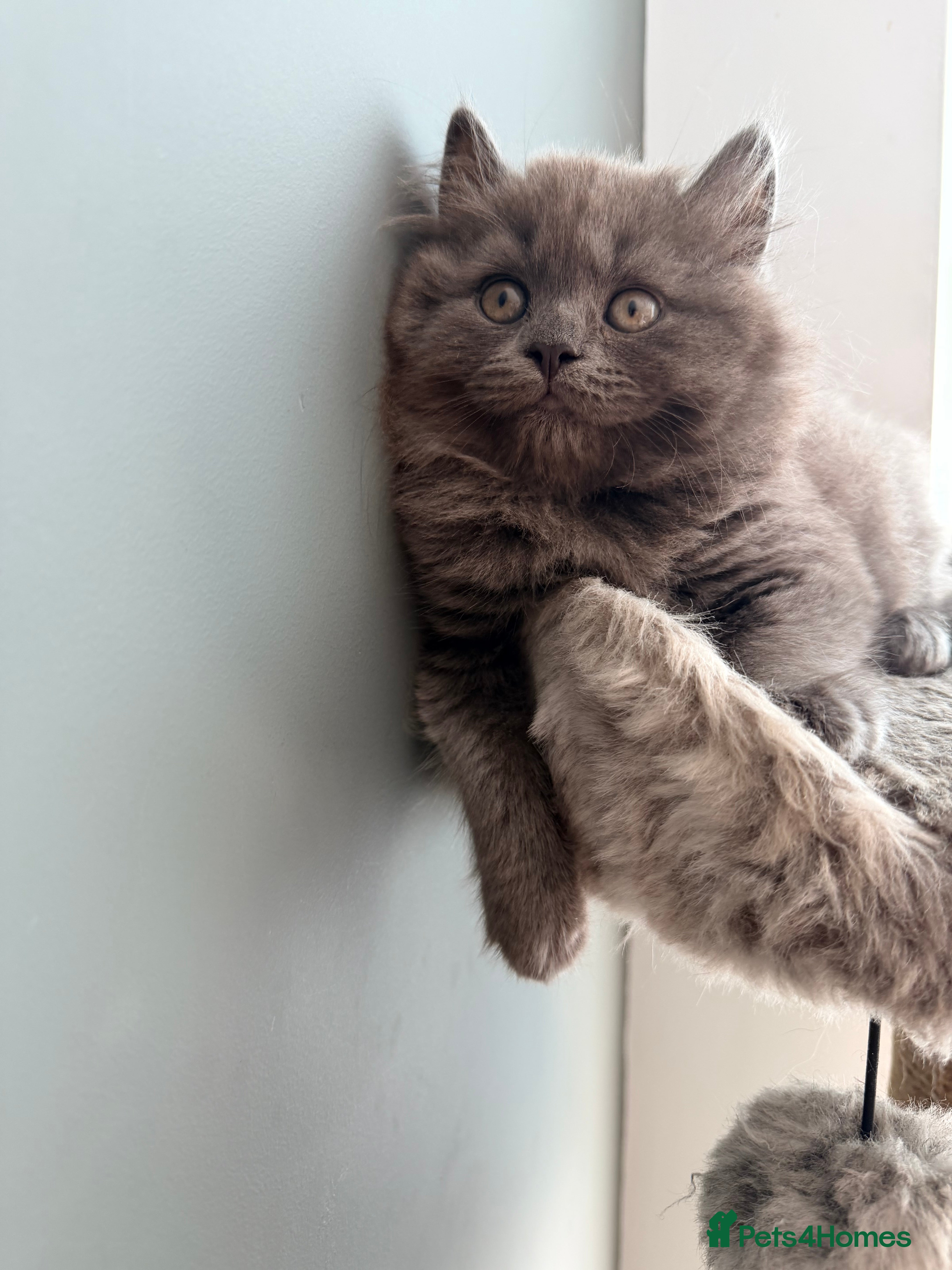 British Shorthair cats British royal  - Advert 16