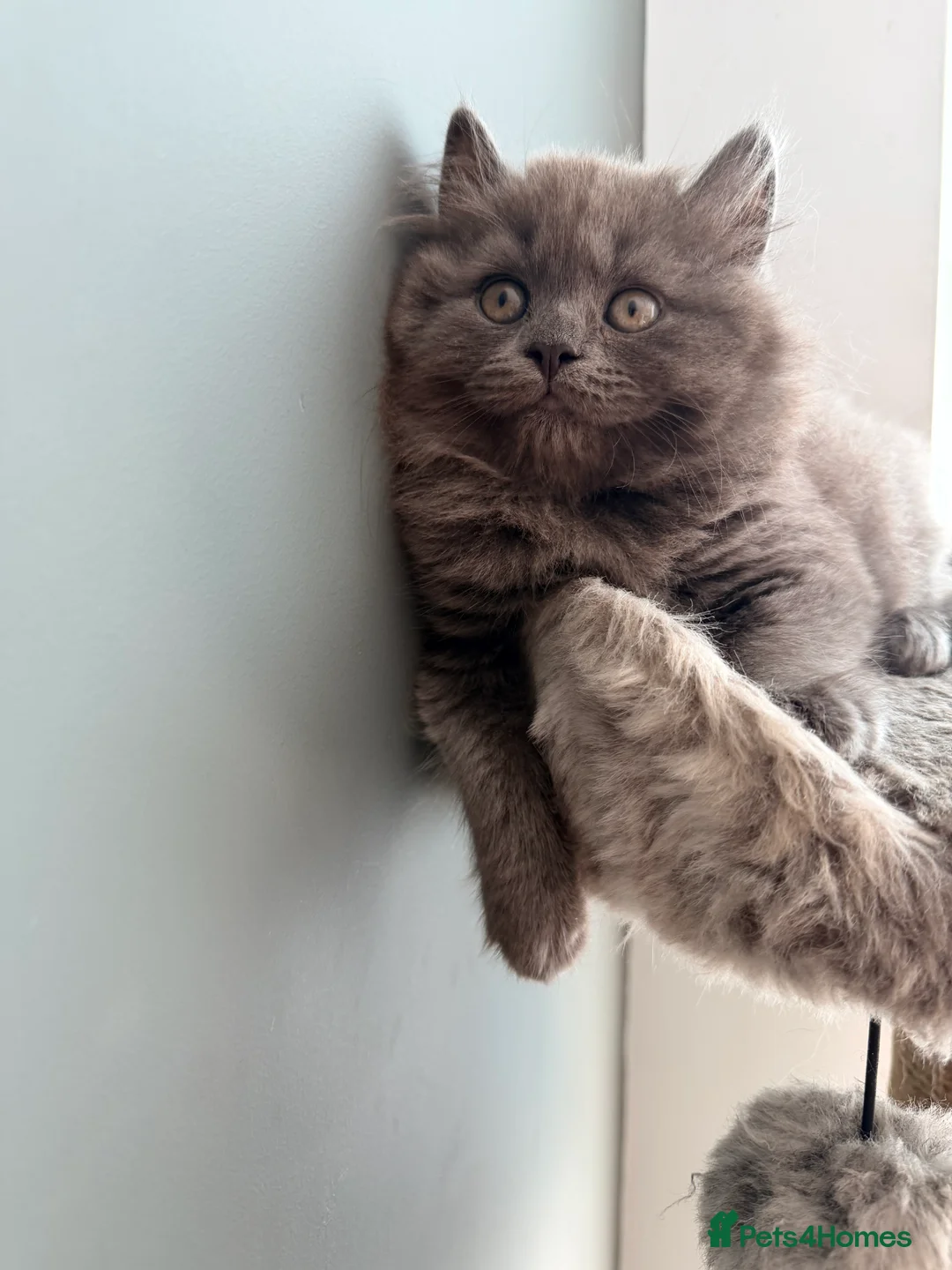 British Shorthair cats for sale: British royal  - Advert 1
