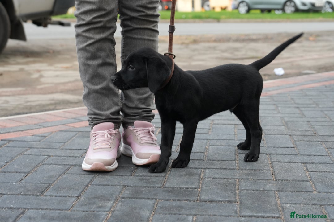 Labrador Retriever dogs for sale: Labrador puppies 2 male black KC reg - Image 9