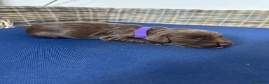 Miss Purple