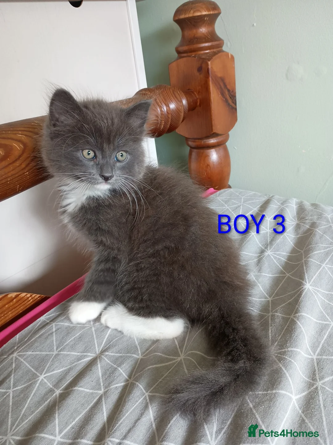 Mixed Breed cats for sale: Beautiful Ragdoll Mix kitten looking for anew home - Advert 3