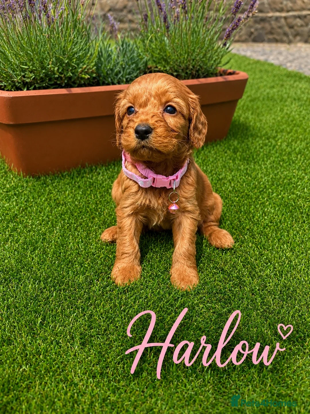 Cockapoo dogs for sale: F1 Fox Red Cockerpoo puppies. (Dad DNA tested) - Advert 12