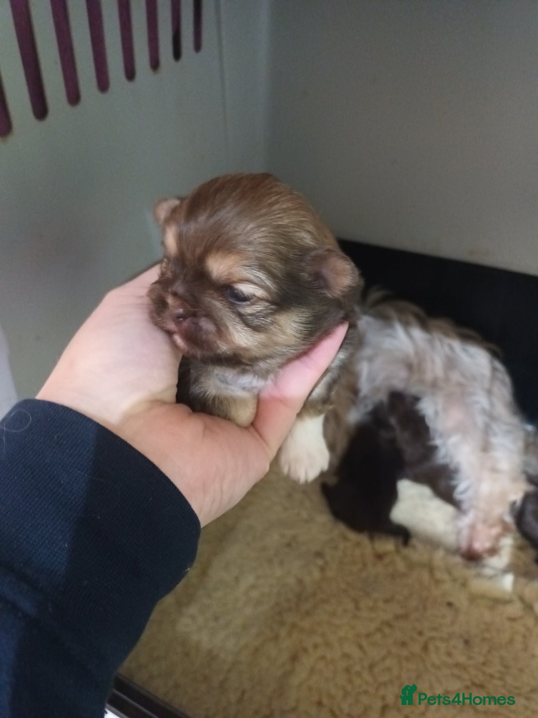 Shih Tzu dogs for sale: imperial shih tzu pups  - Advert 7