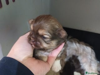Shih Tzu dogs imperial shih tzu pups - Advert 4